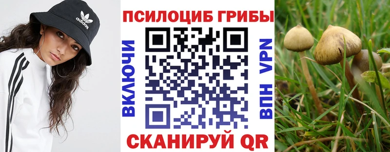Псилоцибиновые грибы Psilocybe  Абдулино 